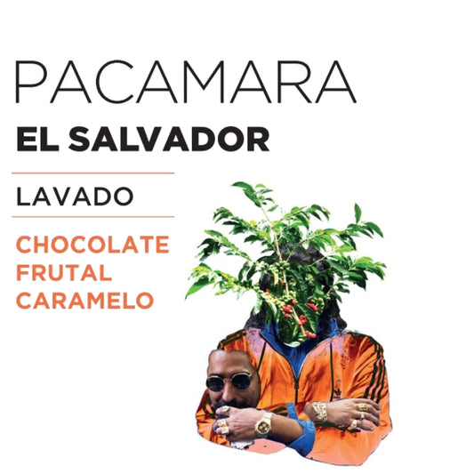 Café El Salvador Pacamara molido - Artisan Roast