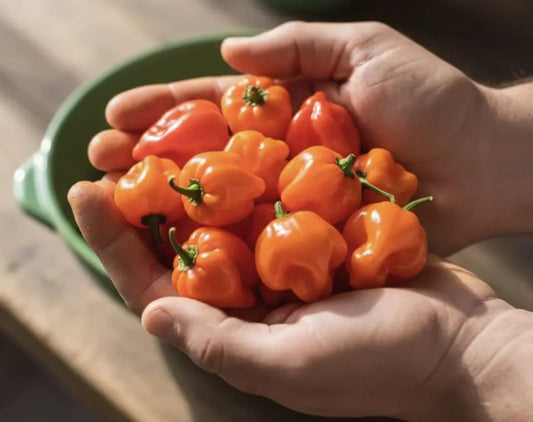 Salsa de ají habanero 130 gramos en frasco